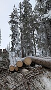 Felte tømmerstokker ligger i snøen foran høye snødekte grantrær