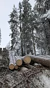 Felte tømmerstokker ligger i snøen foran høye snødekte grantrær