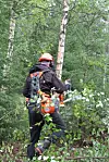 Skogsarbeider med oransje hjelm og ryddesag i tett skog.